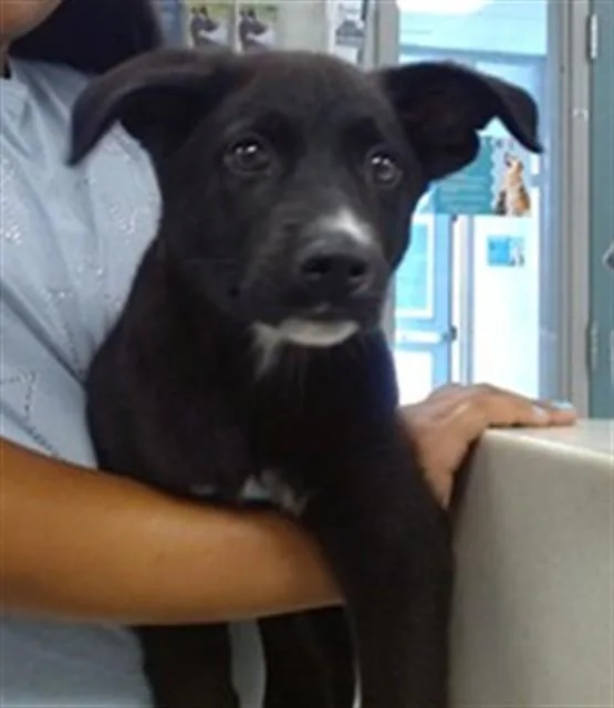 A baby small-sized male Chow Chow dog named A for adoption in Oklahoma City, OK