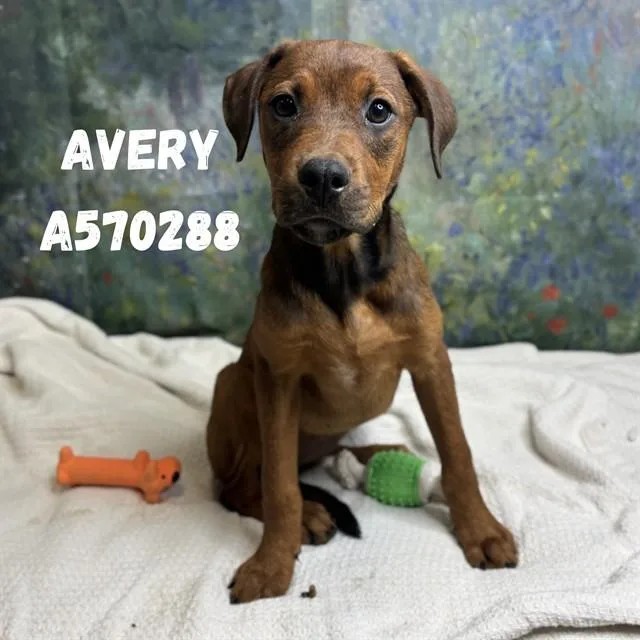 A baby medium-sized female Doberman Pinscher dog named Avery for adoption in Huntsville, AL