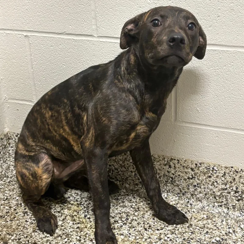 A young medium-sized female Brindle Hound dog named Kid Cuisine for adoption in Morganton, NC