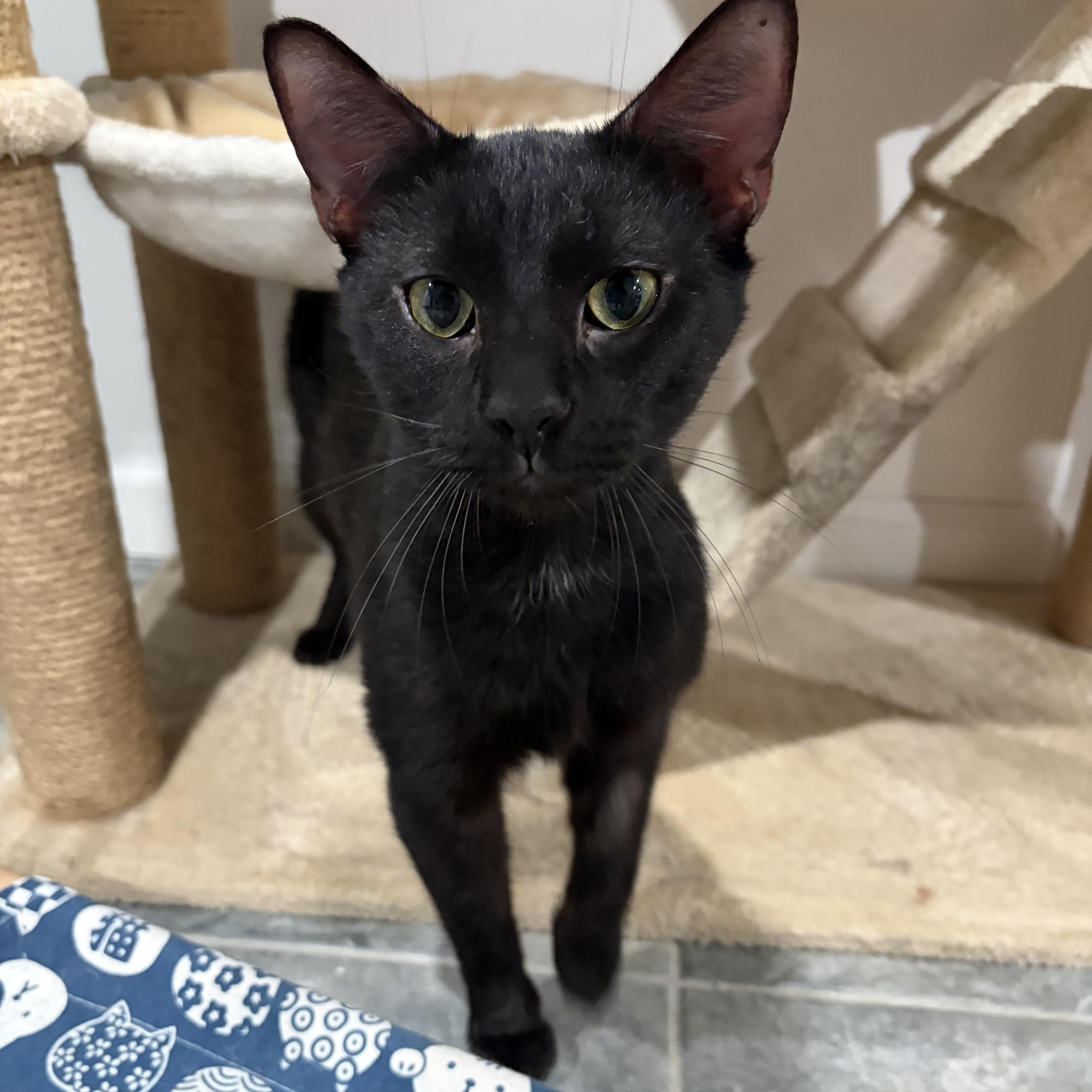 An adult medium-sized male Black Domestic Short Hair cat named Rex for adoption in North Huntingdon, PA