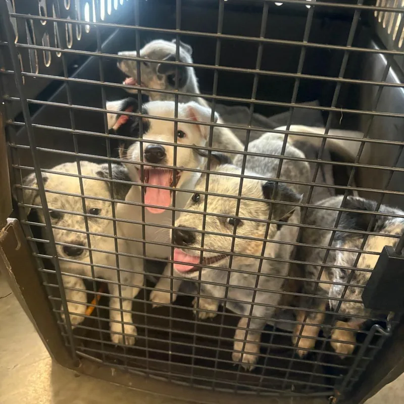 A baby medium-sized male White / Cream Mixed Breed dog named Shenanigans for adoption in DeKalb, IL