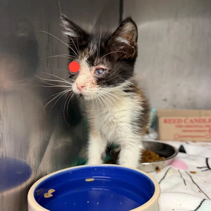 A baby small-sized female White Domestic Short Hair cat named Lurking Spirit for adoption in Austin, TX