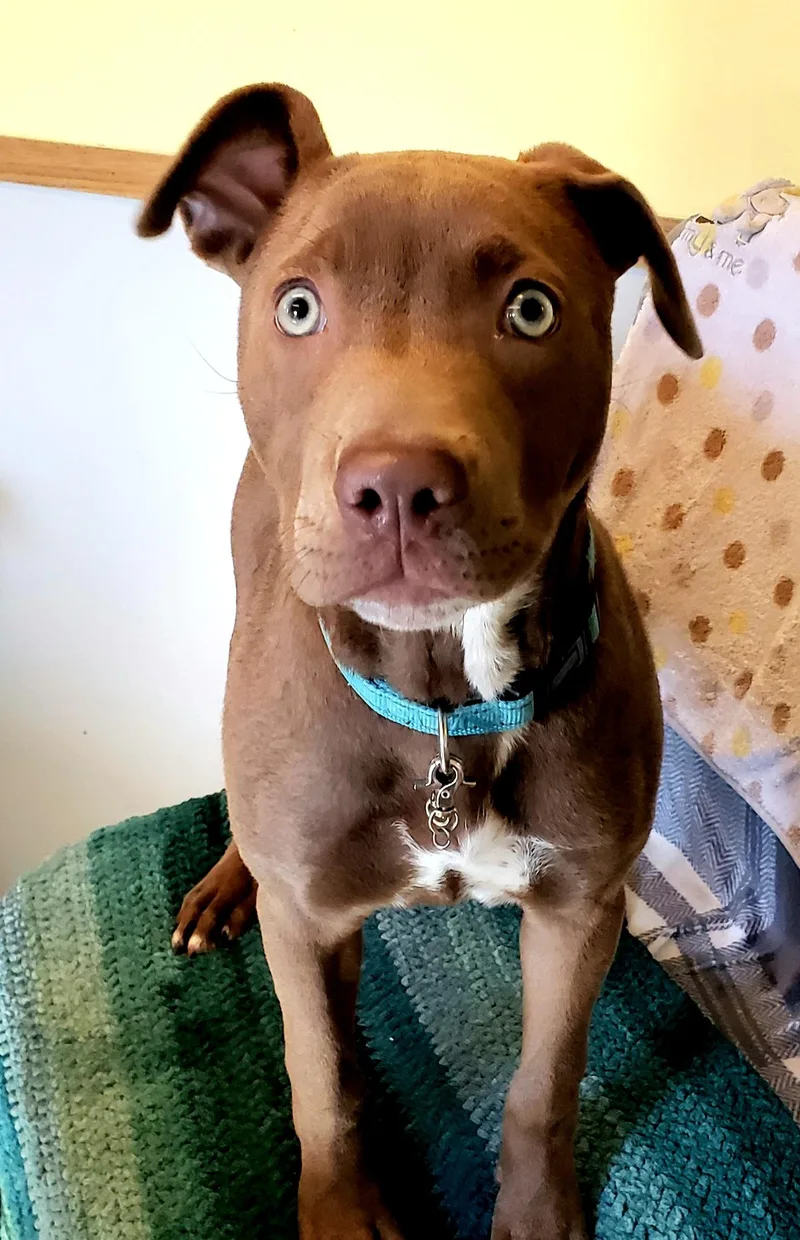 A young medium-sized female Brown / Chocolate Boxer dog named Peanut for adoption in Middlebury, IN