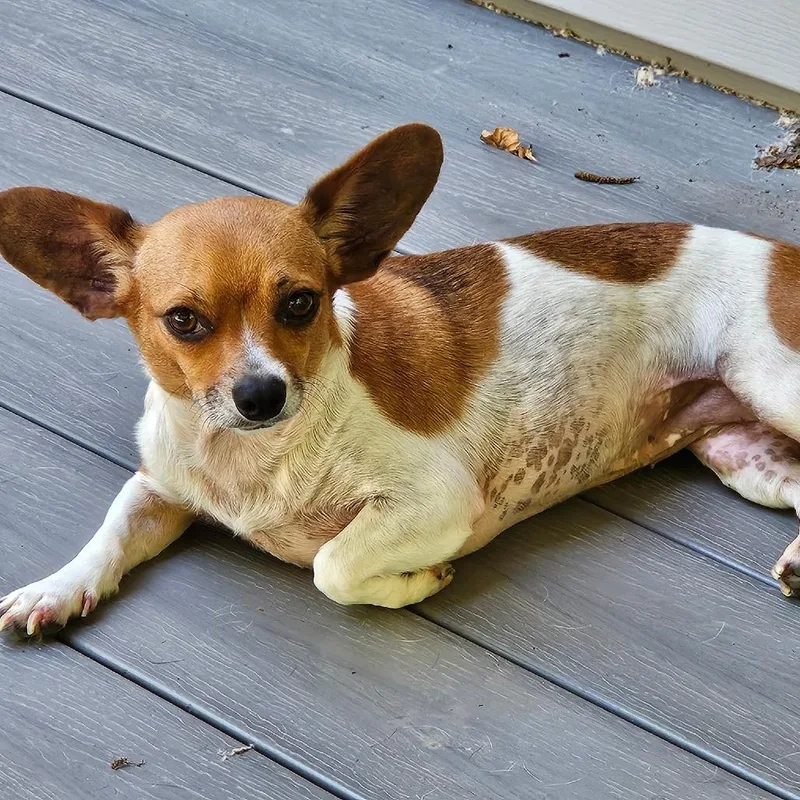 An adult small-sized female Yellow / Tan / Blond / Fawn Chihuahua dog named Tawny for adoption in Festus, MO