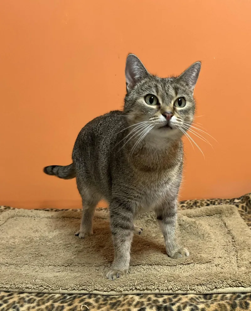 An adult small-sized female Domestic Short Hair cat named Bea for adoption in Estherville, IA