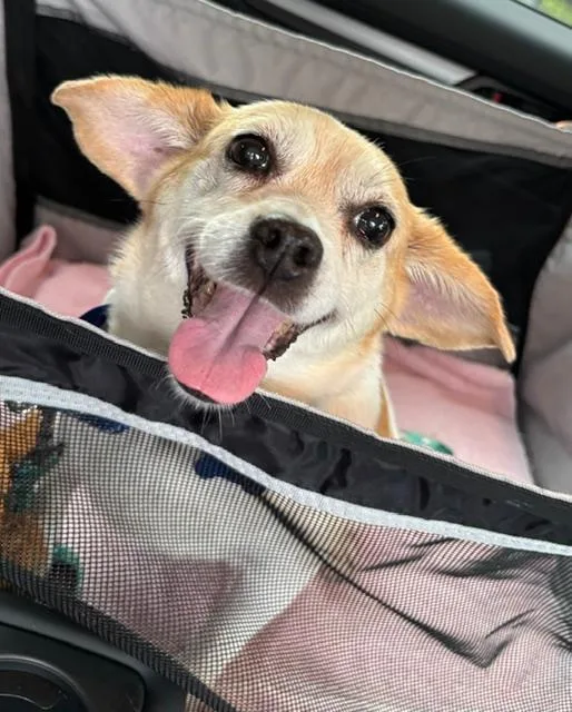 An adult small-sized female Tricolor (Brown, Black, & White) Chihuahua dog named Pumpkin for adoption in Breinigsville, PA