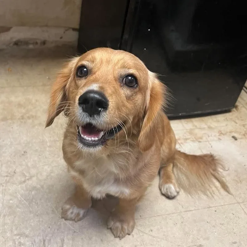 An adult small-sized female Golden Mixed Breed dog named Scarlett for adoption in Huntington, WV