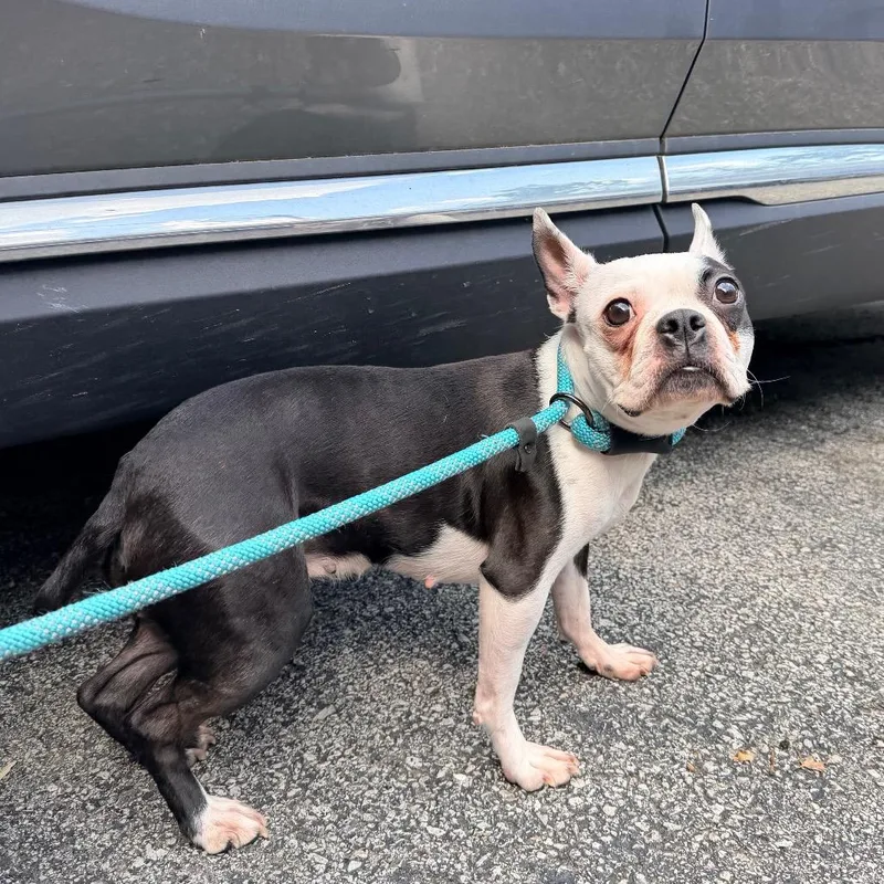 An adult small-sized female Black Boston Terrier dog named Iris for adoption in Saint John, IN
