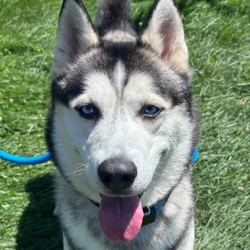 Blu