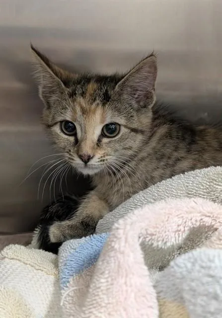 A baby small-sized female Domestic Short Hair cat named Tara for adoption in Upper Marlboro, MD