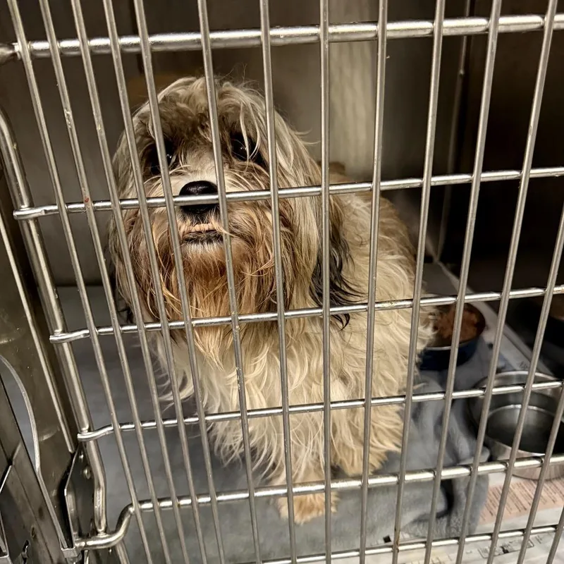 An adult small-sized male White / Cream Shih Tzu dog named Rascal Roscoe for adoption in Northbrook, IL