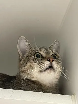 Clarissa thumbnail 2