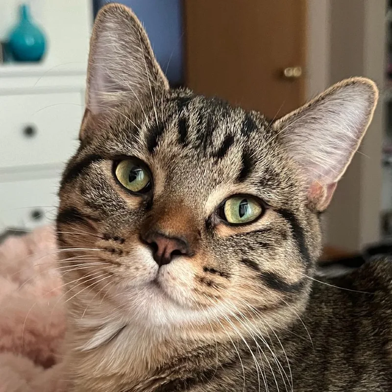 An adult small-sized male Brown / Chocolate Domestic Short Hair cat named Moose  Home to for adoption in South Elgin, IL