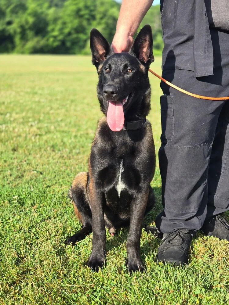 A baby medium-sized male Tricolor (Brown, Black, & White) Belgian Shepherd / Malinois dog named Bruno  located in for adoption in Imlay City, MI