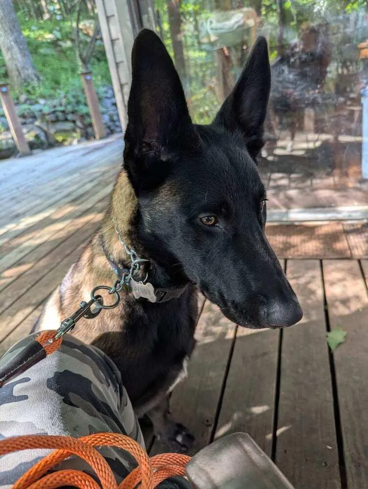 Bruno  located in thumbnail 3