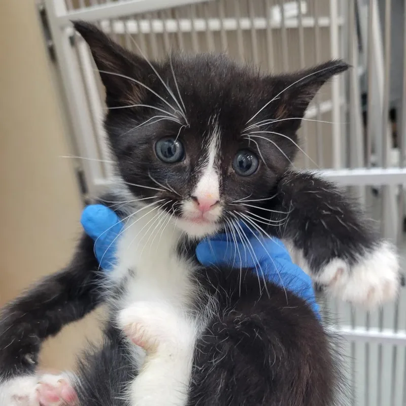 A baby small-sized male Black Domestic Short Hair cat named Stabyhoun for adoption in Westminster, CA
