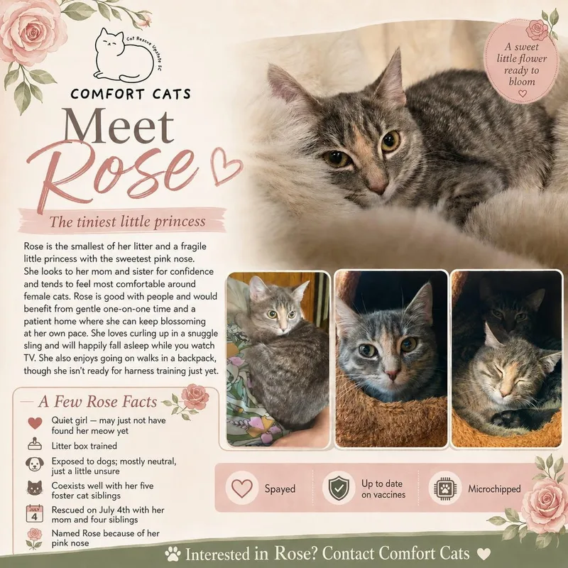 A young medium-sized female Tabby (Brown / Chocolate) Domestic Short Hair cat named Rose for adoption in Moore, SC