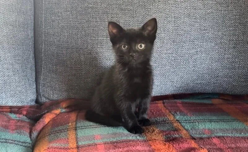 A young medium-sized female Black Domestic Short Hair cat named Pepper for adoption in North Babylon, NY