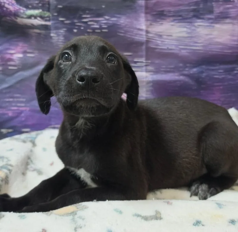 A baby large-sized male German Shepherd Dog dog named Gengar for adoption in Sedalia, CO
