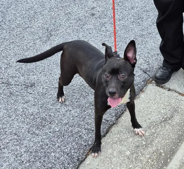 An adult medium-sized female Pit Bull Terrier dog named Ic for adoption in Lawrenceville, GA
