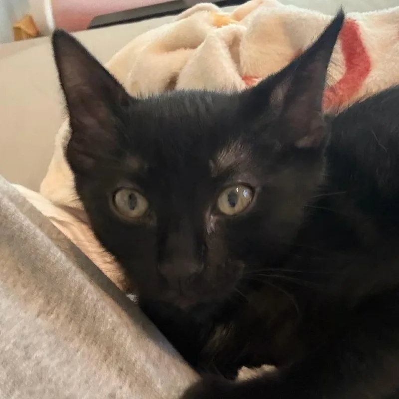A baby small-sized male Black Domestic Short Hair cat named Huck for adoption in Leander, TX