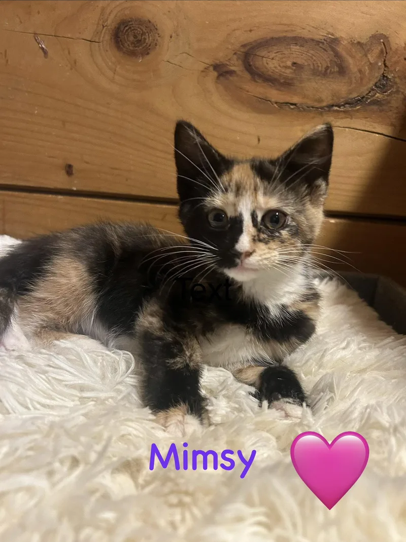 A baby medium-sized female Domestic Short Hair cat named Mimsy for adoption in Absecon, NJ