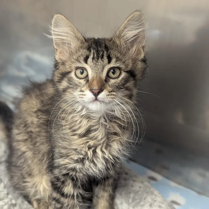 A baby medium-sized female Tabby (Brown / Chocolate) Domestic Long Hair cat named Macadamia for adoption in Fenton, MI