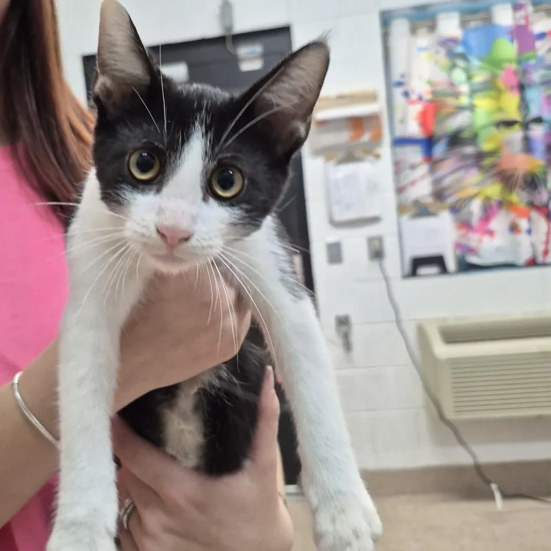 A baby small-sized female Black Domestic Short Hair cat named Tippy for adoption in Ardmore, OK