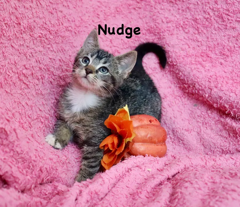 A baby medium-sized female Tabby (Buff / Tan / Fawn) Tabby cat named Nudge for adoption in Saint Augustine, FL