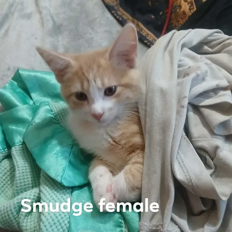 Smudge