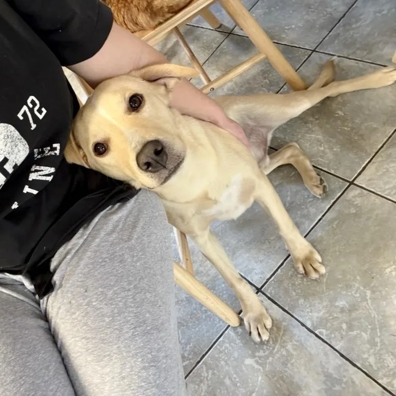 Beau Boy thumbnail 2