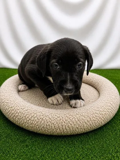 A baby small-sized male Black Mixed Breed dog named PaulMitchell for adoption in Covington, LA