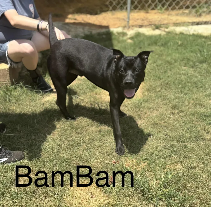 A young large-sized male Pit Bull Terrier dog named Bam Bam for adoption in Zimmerman, MN