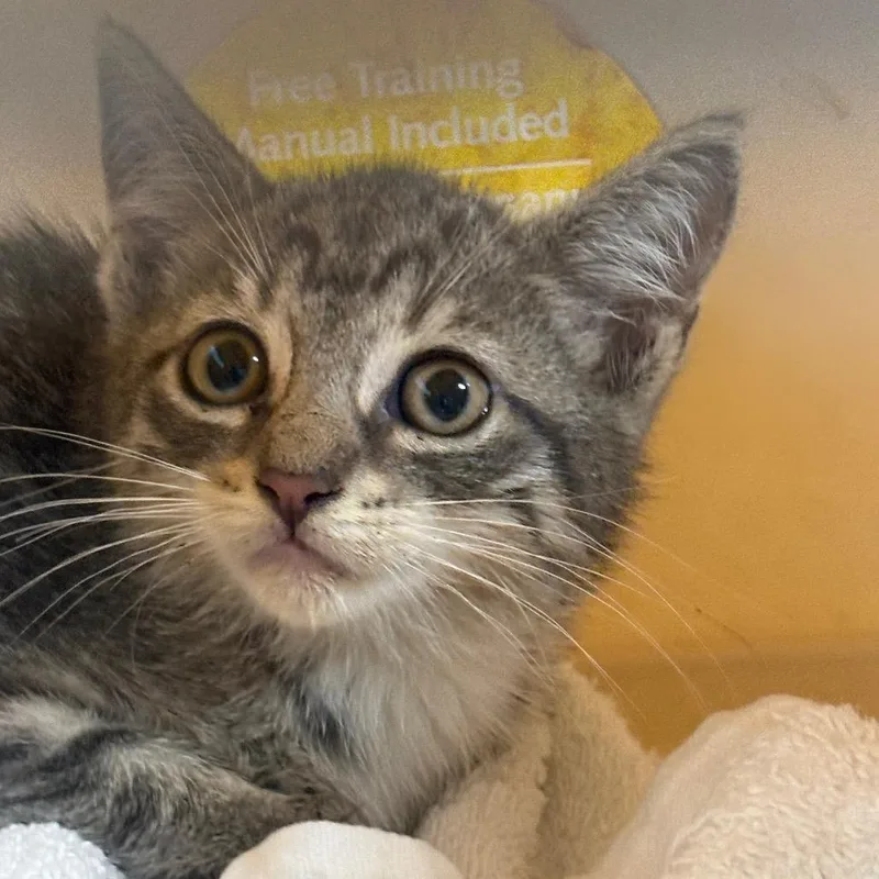 A baby small-sized male Gray / Blue / Silver Domestic Short Hair cat named Avocado for adoption in Newark, NJ