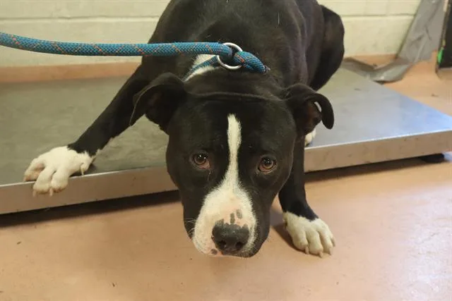 A young large-sized male Mixed Breed dog named Canyon for adoption in Columbia, SC