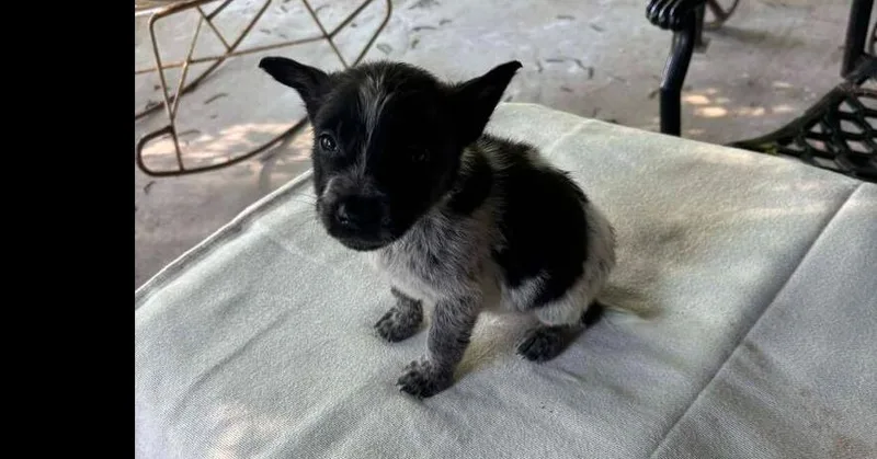A baby small-sized male Tricolor (Brown, Black, & White) Mixed Breed dog named Nevada Pups: Charlie for adoption in Dallas, TX