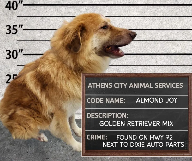 An adult medium-sized female Golden Retriever dog named Almond Joy for adoption in Athens, AL