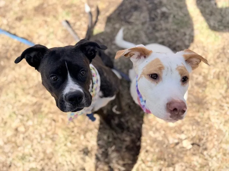 A young medium-sized female Mixed Breed dog named Ramsey for adoption in Menomonie, WI