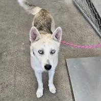 An adult medium-sized female Yellow / Tan / Blond / Fawn Mixed Breed dog named Estelle for adoption in Las Cruces, NM