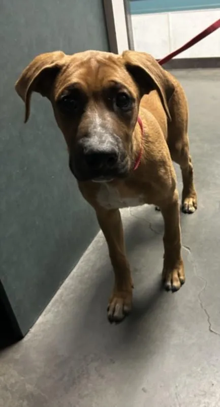 A baby medium-sized male Rhodesian Ridgeback dog named Pickles for adoption in Chatsworth, CA