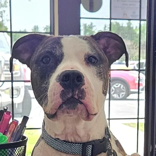 Gus