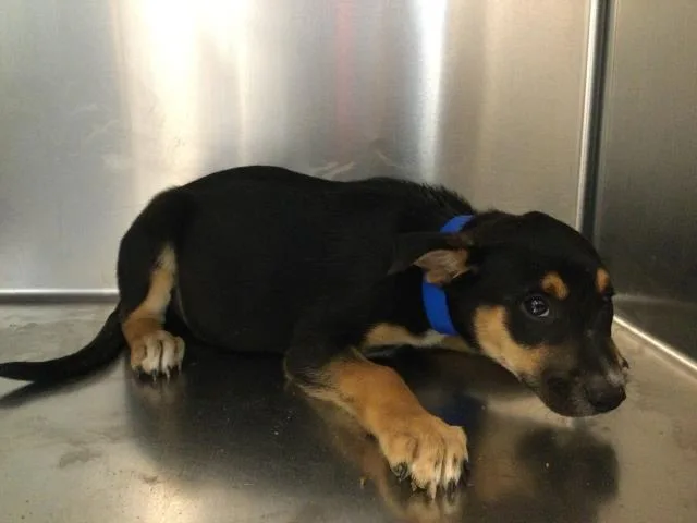 A baby small-sized male Rottweiler dog named Spruce for adoption in Thousand Palms, CA