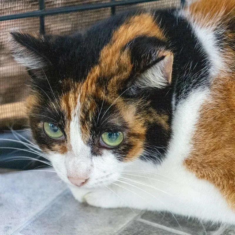 A senior medium-sized female Calico Domestic Short Hair cat named Mija for adoption in Pahoa, HI