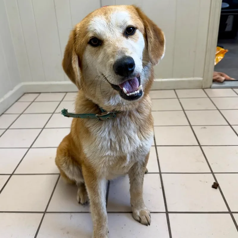 Tuscstray thumbnail 2