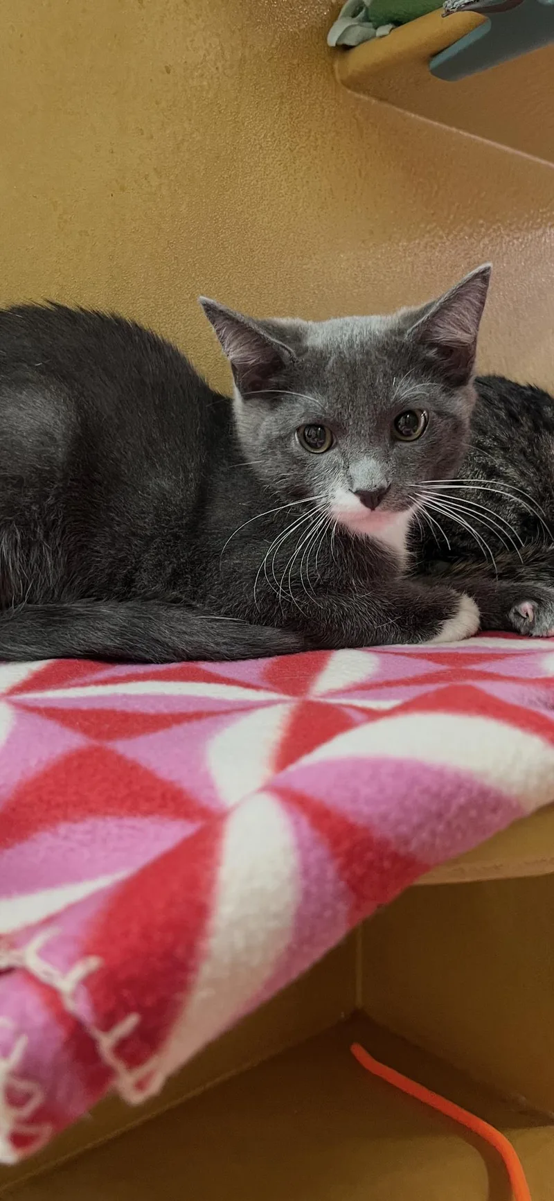 A young medium-sized male Gray & White Domestic Short Hair cat named Kona for adoption in Scottsdale, AZ