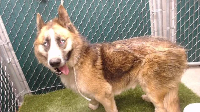 An adult medium-sized male Siberian Husky dog named Rocky for adoption in Downey, CA