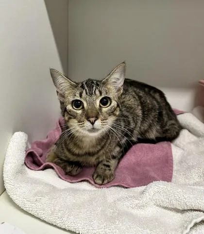 Mozzarella thumbnail 2