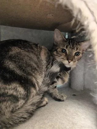 Mozzarella thumbnail 3