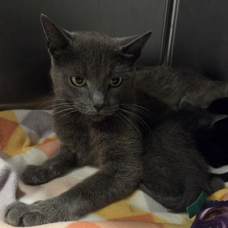 An adult medium-sized female Gray / Blue / Silver Domestic Short Hair cat named Poptart for adoption in Hinsdale, IL