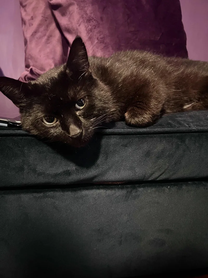 An adult medium-sized male Black Domestic Short Hair cat named Midnight for adoption in Philadelphia, PA